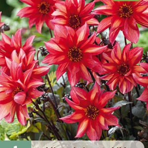 Daalia 'Waltzing Mathilda' 1 kpl