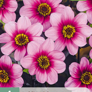 Daalia 'Wishes'n Dreams' 1 kpl