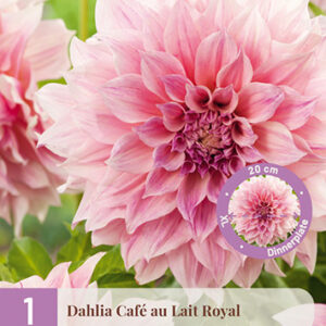 Daalia 'Cafe au lait Royal'