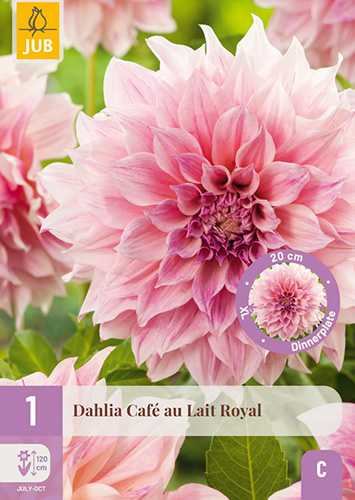 Daalia 'Cafe au lait Royal'