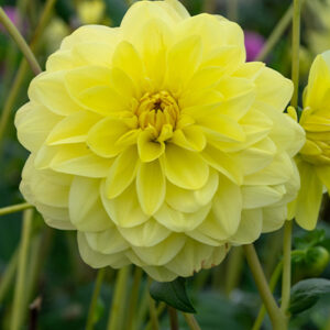 Daalia 'Glory of Heemstede', 1 kpl