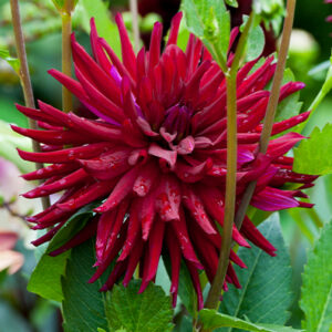 Daalia 'Nuit d Ete' 1 kpl