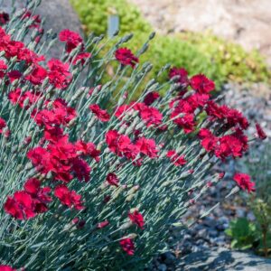 Vuorineilikka 'Badenia'; At,p12,Ul