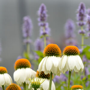 Kaunopunahattu 'Alba'; At,p12,Ul