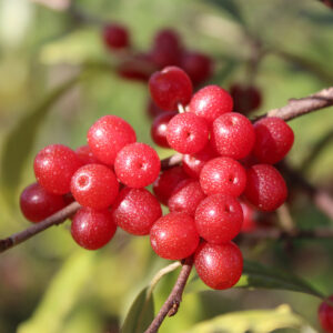 Syysoliivi 'Sweet n' Sour'; At,2L,Ul