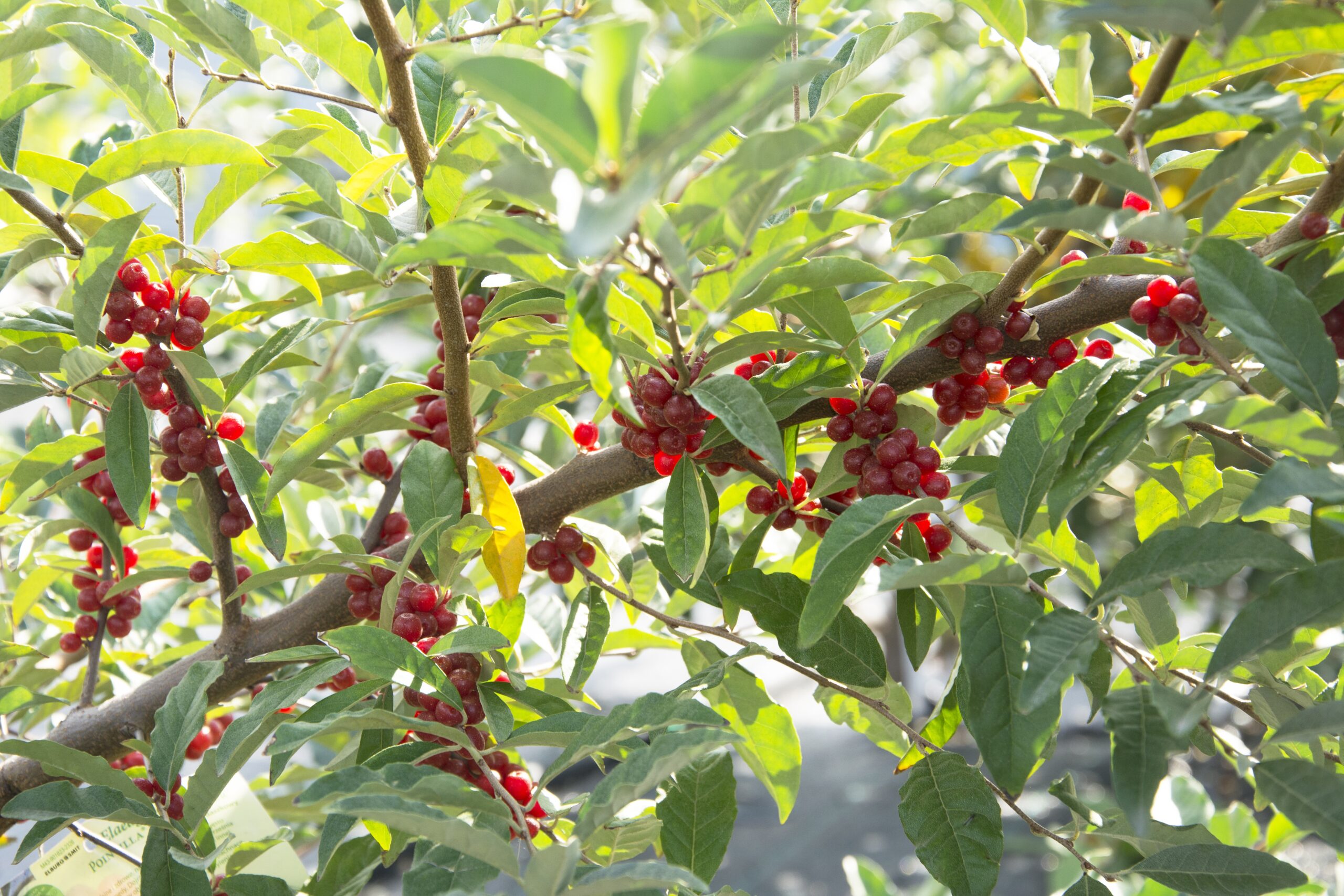 Syysoliivi 'Sweet n' Sour'; At,2L,Ul - Image 2