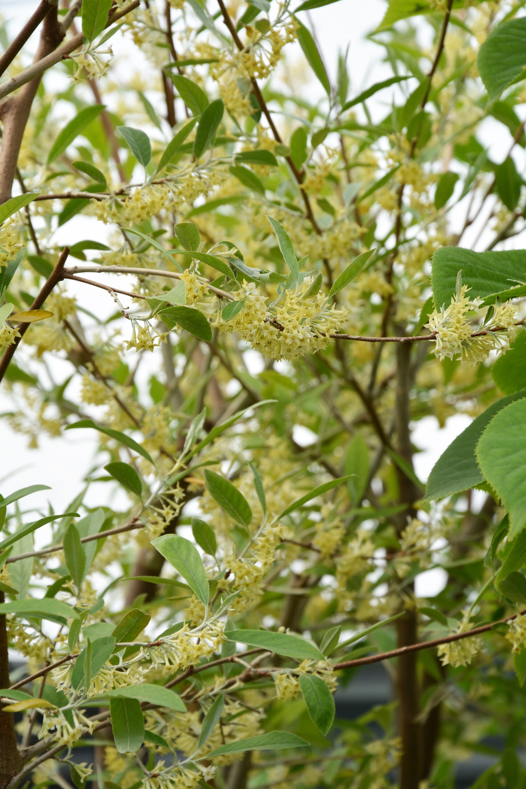 Syysoliivi 'Sweet n' Sour'; At,2L,Ul - Image 3