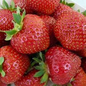 Mansikka 'Maiju'; 10kpl box