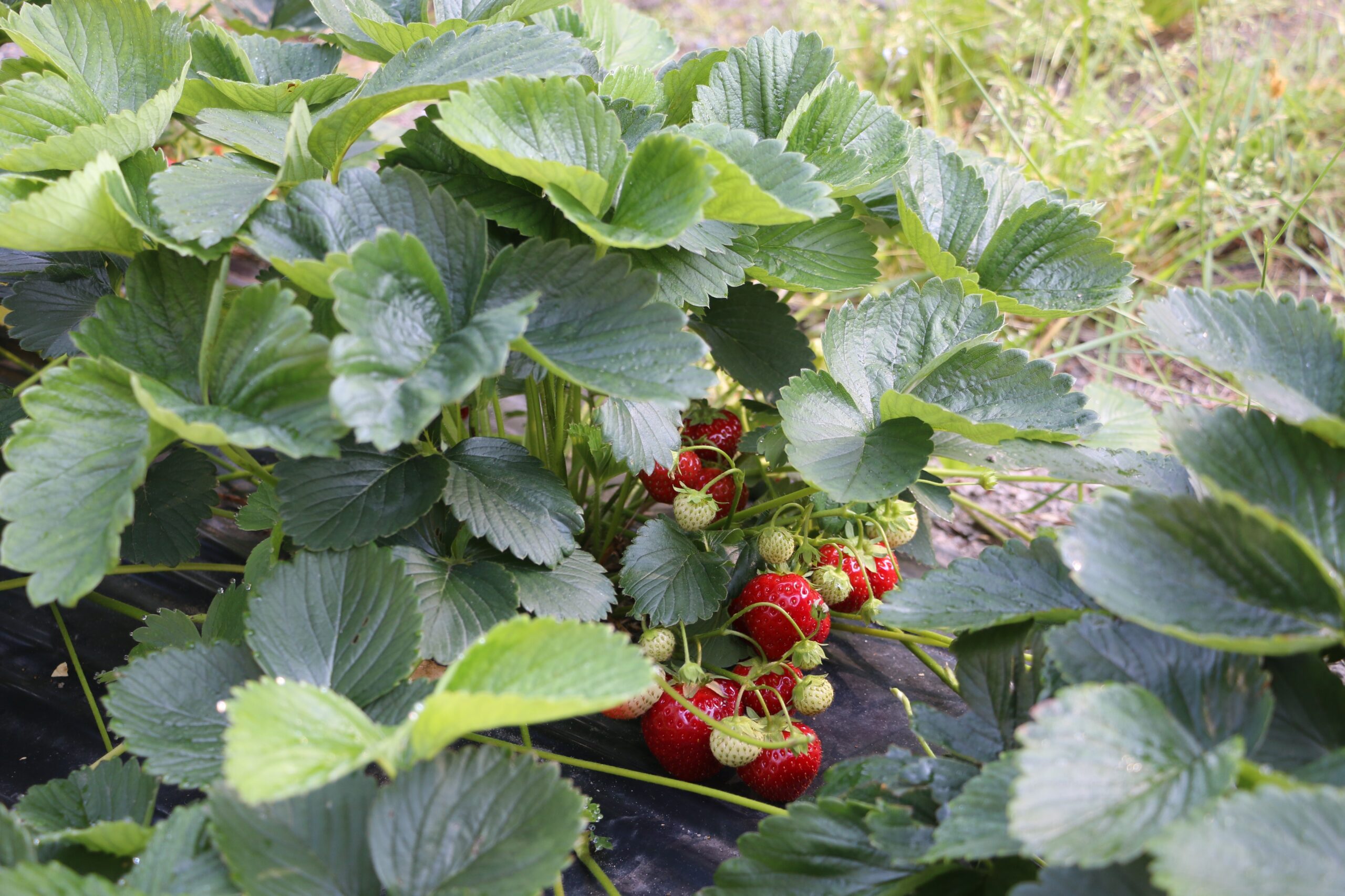 Mansikka 'Marketta'; 10kpl box - Image 2