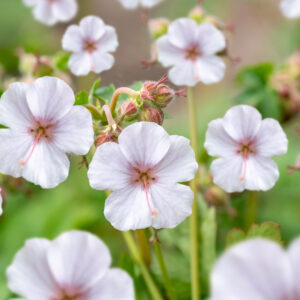 Peittokurjenpolvi 'Biokovo'; At,p12,Ul