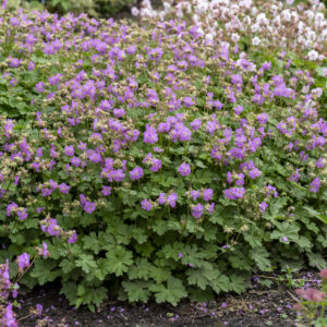 Peittokurjenpolvi 'Cambridge'; At,p12,Ul