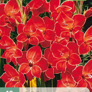 Gladiolus l. Kääpiömiekkalilja 'Atom' 10 kpl