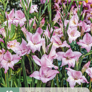 Gladiolus l. Kääpiömiekkalilja 'Charming Lady' 10