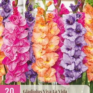 Gladiolus Viva la Vida 20 kpl