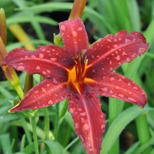 Tarhapäivänlilja 'Crimson Pirate'; At,p12,Ul