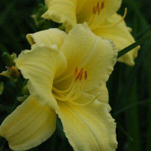 Tarhapäivänlilja 'Fragrant Reflection'; At,p12,Ul