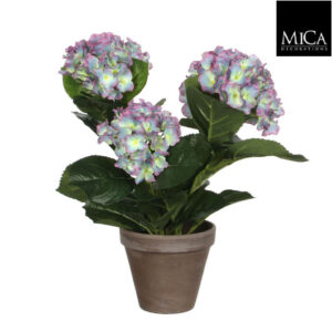 Hortensia 40cm ruukussa violetti