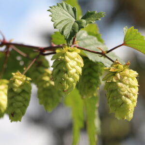 Humala 'Kähäri'; At,p9