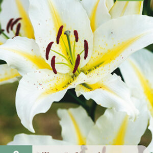 Lilja 'Baferrari' 2 kpl