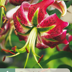 Lilja 'Black Beauty' 1 kpl