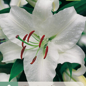 Lilja Casa Blanca 2 kpl