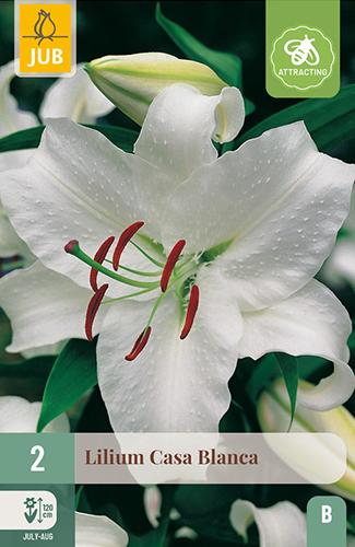 Lilja Casa Blanca 2 kpl