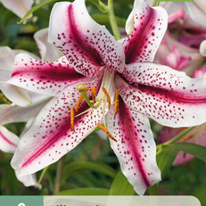 Lilja 'Dizzy', 2 kpl