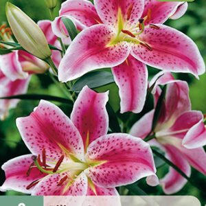 Lilja  'Stargazer' 2 kpl