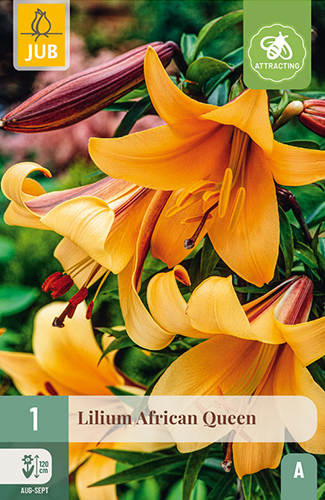 Lilja 'African Queen', 1 kpl