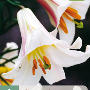 Lilja 'Regale', 1 kpl