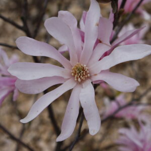 Tarhamagnolia 'Leonard Messel'; 30-40,At,3L,Ul