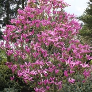 Sihteerikkömagnolia 'Susan'; 40-60,At 3L,Ul