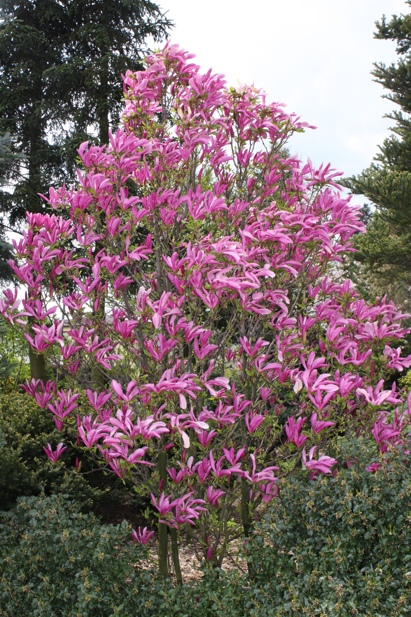 Sihteerikkömagnolia 'Susan'; 40-60,At 3L,Ul