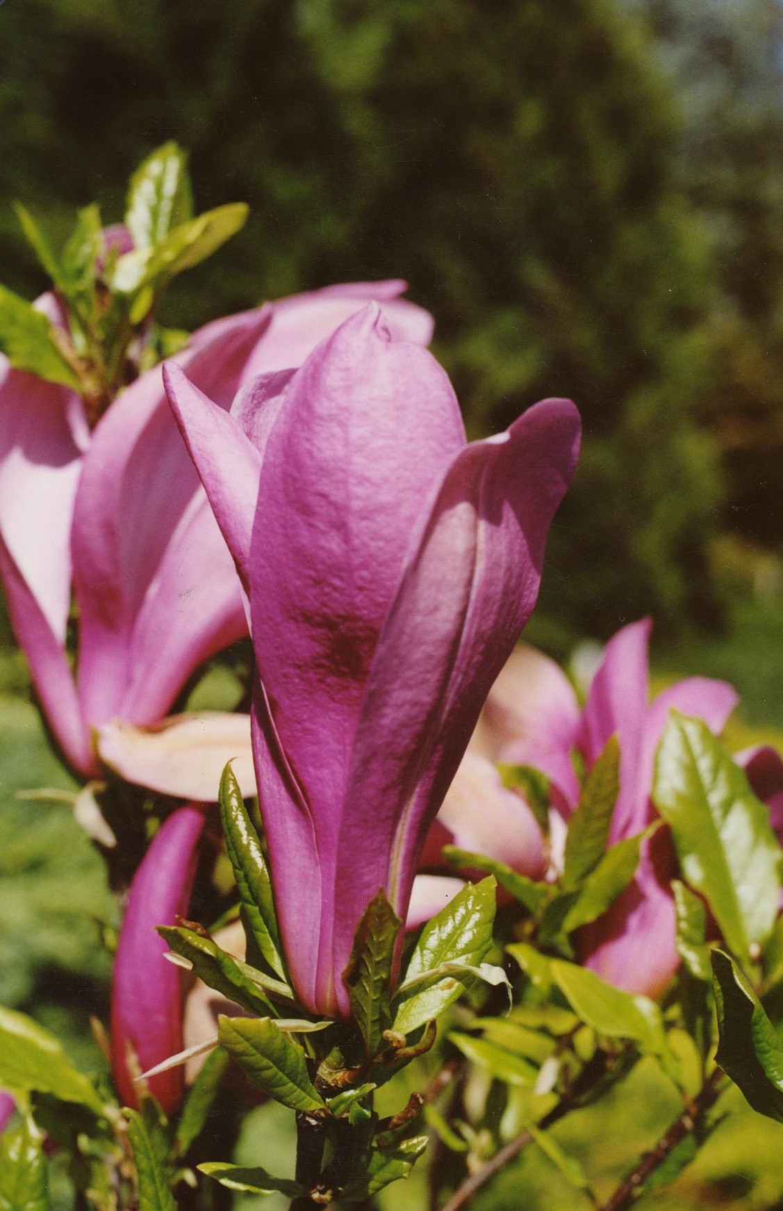 Sihteerikkömagnolia 'Susan'; 40-60,At 3L,Ul - Image 2