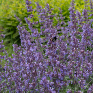 Mirrinminttu 'Walker's Low'; At,p12,Ul