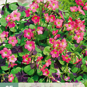 Onnenapila 'Iron Cross' 25 kpl