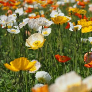 Siperianunikko 'Pop-Up Mix'; At,p12,Ul