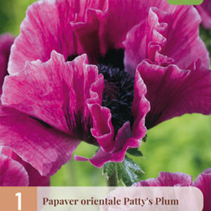 Idänunikko 'Patty's Plum'; Juurakko 1kpl