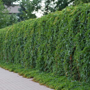 Säleikkövilliviini; At,2L,Ul