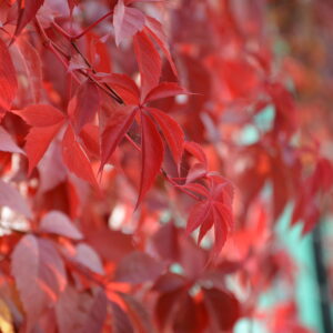 Imukärhivilliviini Redwall®; At,2L,Ul