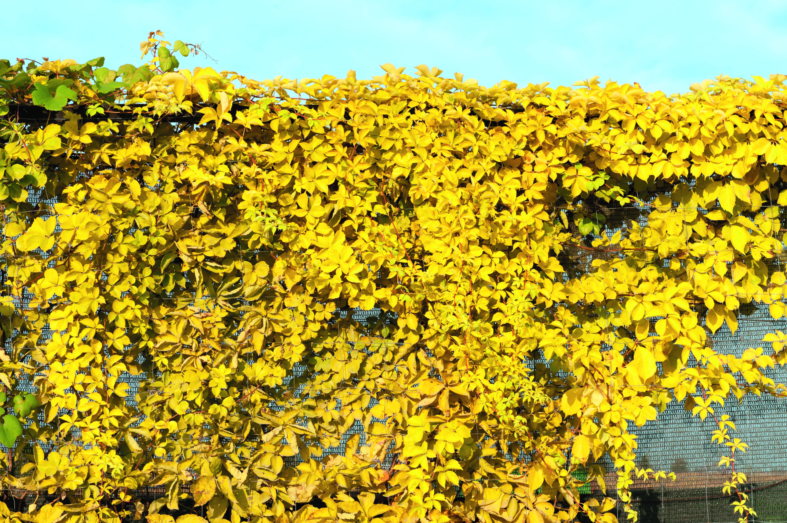 Imukärhivilliviini 'Yellow Wall' PBR; At,2L,Ul