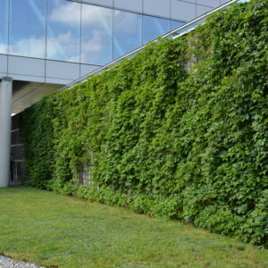 Imukärhivilliviini; At,2L,Ul