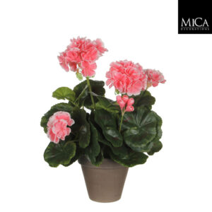 Pelargoni 34 cm persikka ruukussa