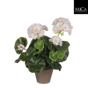 Pelargoni 34 cm valko-pinkki