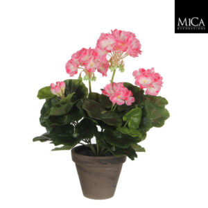 Pelargoni 34cm pinkki/valkoinen