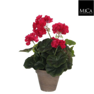 Pelargoni 34cm tumma pinkki ruukussa
