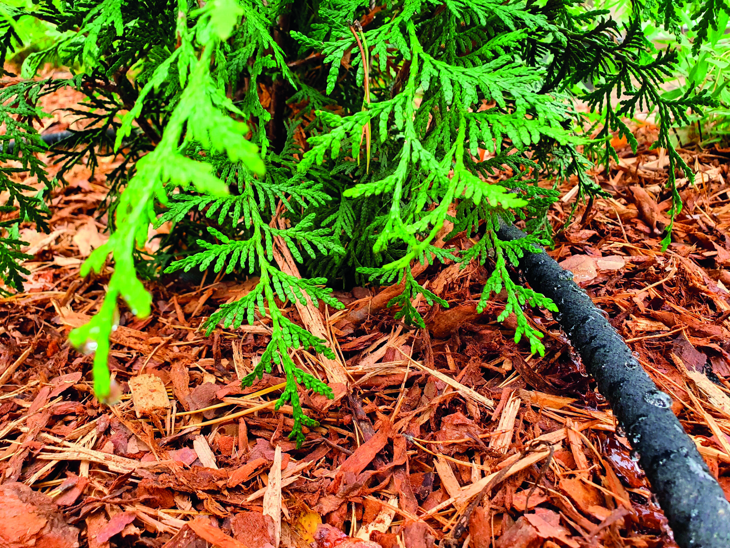 Tihkukasteluletku pensasaidoille 15m - Image 2