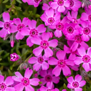 Sammalleimu 'Zwergteppich'; At,p12,Ul