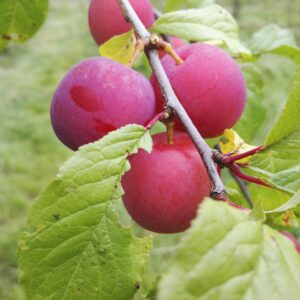 Luumu 'Eurazia'; I lk,At, 7,5L