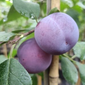 Luumu 'Garmonija'; I lk,At